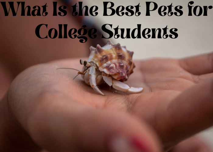 What Is the Best Pets for College Students