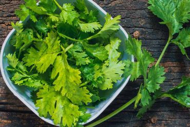 Coriander leaves are a popular herb used in a range of cuisines around the world. Not only are they a flavorful addition to dishes